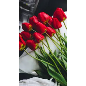 Red Tulip Flower